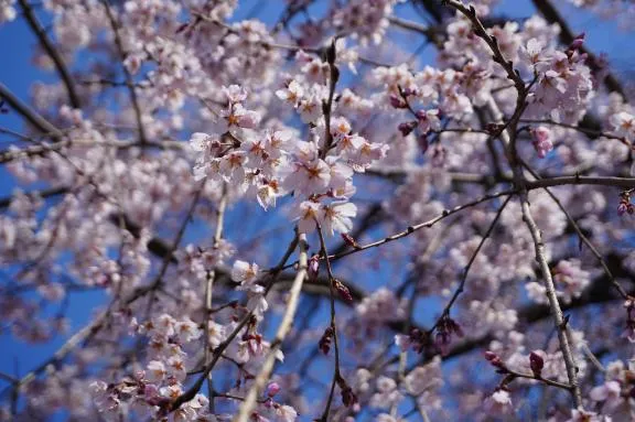 写メ日記 ひなの 4/17(金) 14:31