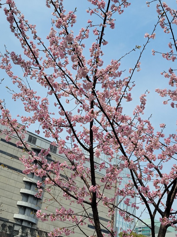 真野（まの） 写メ日記 3/24(月) 11:21