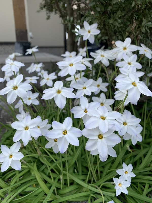こはく 写メ日記 4/25(金) 12:02