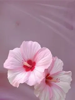 写メ日記 きゆう 4/27(月) 17:01