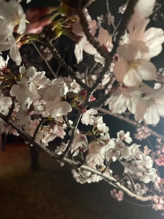 写メ日記 真綾 4/21(火) 06:03