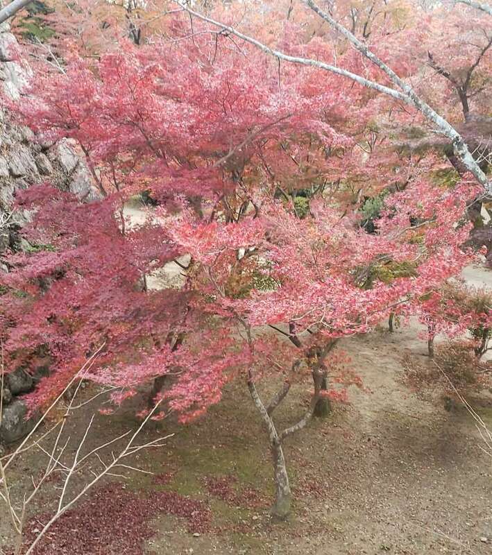 さや 写メ日記 11/11(火) 15:25