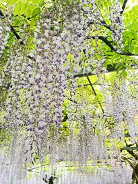 写メ日記 なつき 4/28(月) 11:50