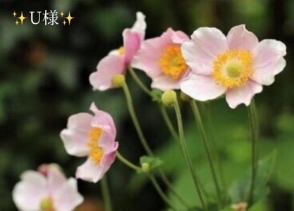 写メ日記 小山真帆 9/14(日) 20:54