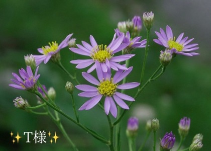 写メ日記 小山真帆 9/20(土) 22:38