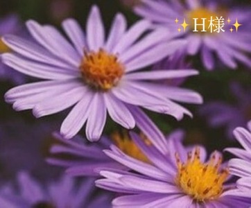 写メ日記 小山真帆 9/20(土) 23:00