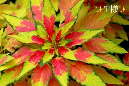 写メ日記 小山真帆 9/25(木) 14:22