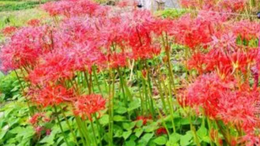 写メ日記 多田朱美 9/26(金) 11:15