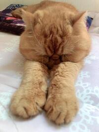 写メ日記 ふじこ 10/3(金) 21:35