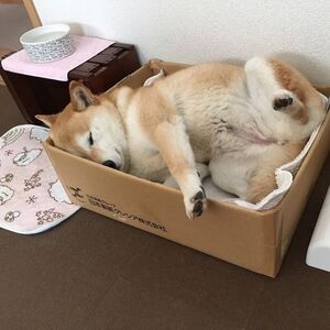 写メ日記 つかさ 10/10(金) 01:06