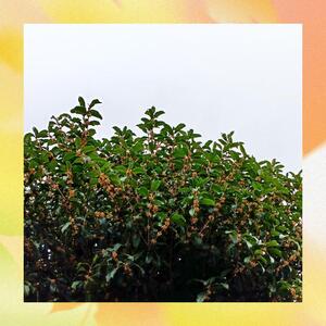 写メ日記 みりあ 10/12(日) 11:50