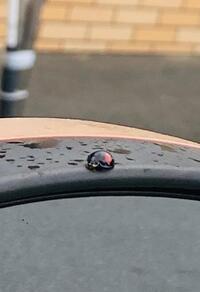 写メ日記 えま 10/16(木) 12:46