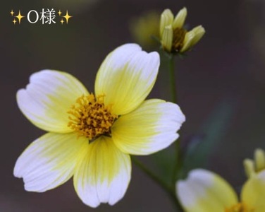 写メ日記 小山真帆 10/16(木) 17:22