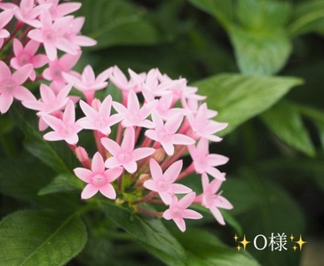 写メ日記 小山真帆 10/18(土) 22:12