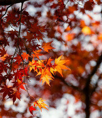 写メ日記 多田朱美 10/30(木) 21:58