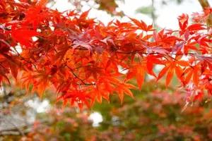 写メ日記 そら 11/5(水) 12:00