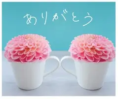 写メ日記 のあ 11/8(土) 11:49