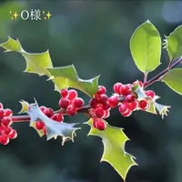 写メ日記 小山真帆 11/8(土) 18:50