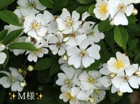 写メ日記 小山真帆 11/8(土) 21:02