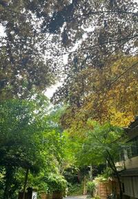 写メ日記 そら 11/12(水) 12:03