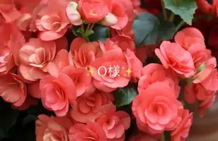 写メ日記 小山真帆 11/29(土) 19:52