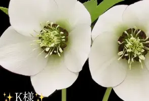 写メ日記 小山真帆 12/20(土) 07:56