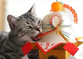 写メ日記 吉田梨乃 1/1(木) 08:02