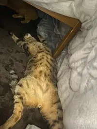 写メ日記 くいん 1/24(土) 02:19