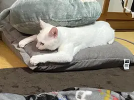 写メ日記 くいん 2/1(日) 14:30