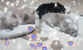 写メ日記 さくら 2/6(金) 17:59