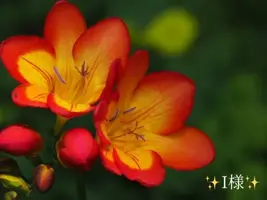 写メ日記 小山真帆 2/12(木) 07:52