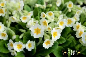 写メ日記 小山真帆 2/12(木) 10:26