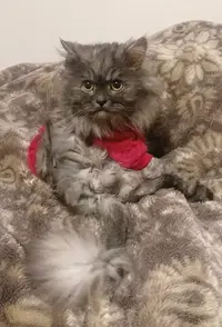 写メ日記 藤崎エリ子(単体AV女優) 2/25(水) 01:52