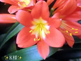 写メ日記 小山真帆 3/5(木) 20:20