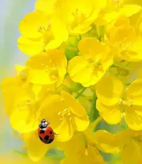 写メ日記 つかさ 3/16(月) 00:25