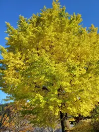 写メ日記 あかね 3/19(木) 15:46