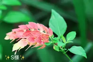 写メ日記 小山真帆 3/20(金) 12:10