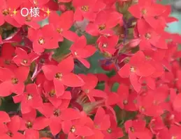 写メ日記 小山真帆 3/22(日) 10:38