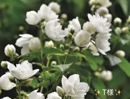 写メ日記 小山真帆 3/22(日) 13:28