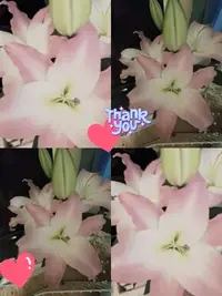 写メ日記 宮本恵美子 3/29(日) 18:14