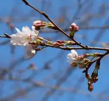 写メ日記 にな 3/31(火) 11:13