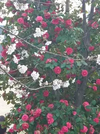 写メ日記 ゆず 3/31(火) 12:31