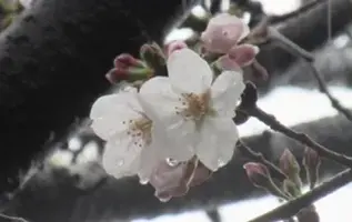 写メ日記 れい 3/31(火) 15:54