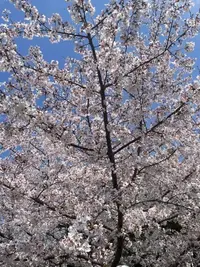 写メ日記 こころ 4/4(土) 07:01