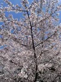 写メ日記 こころ 4/6(月) 09:53