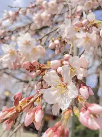 写メ日記 みう 4/6(月) 15:48