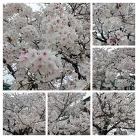 写メ日記 みわ 4/6(月) 18:05