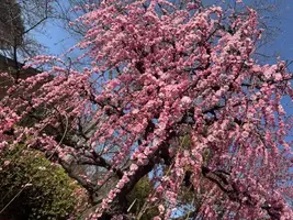 写メ日記 さち 4/7(火) 18:12