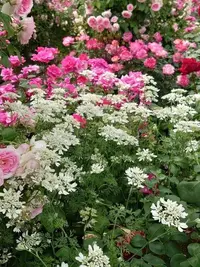 写メ日記 ゆず 4/8(水) 13:21