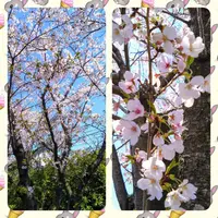 写メ日記 篠原尚美 4/8(水) 14:12